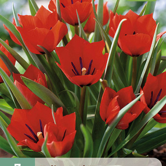 X   7 TULIPA RED HUNTER 6/+