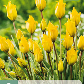 X   7 TULIPA SYLVESTRIS 5/6