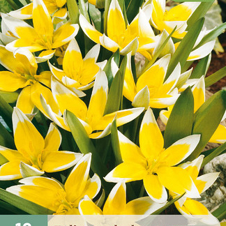 X 10 TULIPA TARDA DASYSTEMON 7/8
