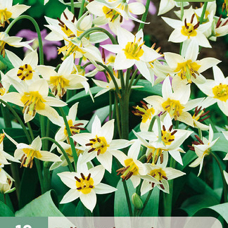 X 10 TULIPA TURKESTANICA 6/7