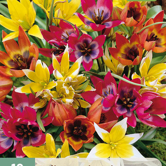 X 10 TULIPA SPECIES MIX 6/+