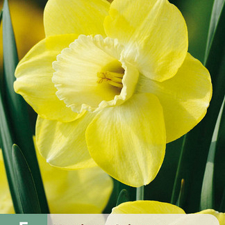 X   5 NARCISSUS CAIRNGORM 12/14