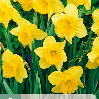 X   5 NARCISSUS CARLTON 12/14