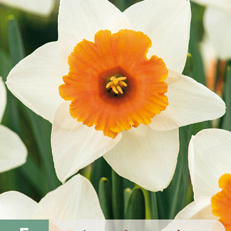 X   5 NARCISSUS CHROMACOLOR 12/14