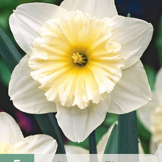 X   5 NARCISSUS ICE FOLLIES 12/14