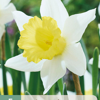 X   5 NARCISSUS MELYOR 12/14