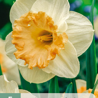 X   5 NARCISSUS MON CHERI 10/12