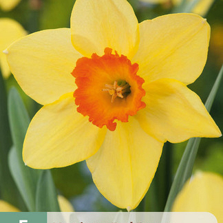 X   5 NARCISSUS RED DEVON 12/14