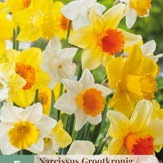 X   5 NARCISSUS GROOTKRONIG MIX 12/14
