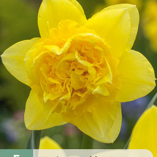 X   5 NARCISSUS GOLDEN DUCAT 12/14