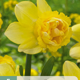 X   5 NARCISSUS MILENA 10/12
