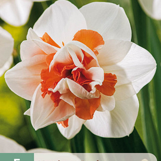 X   5 NARCISSUS REPLETE 12/14