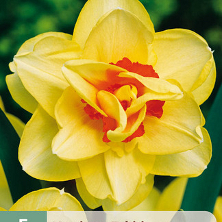 X   5 NARCISSUS TAHITI 12/14