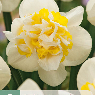 X   5 NARCISSUS WESTWARD 12/14