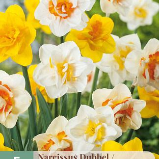 X   5 NARCISSUS DUBBEL MIX 12/14