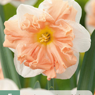 X   5 NARCISSUS APRICOT WHIRL 12/14