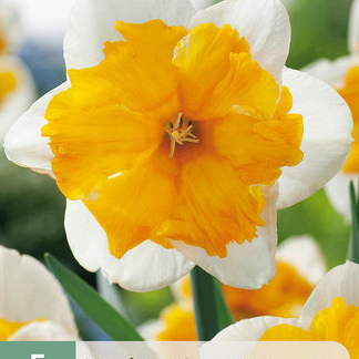X   5 NARCISSUS ORANGERY 12/14