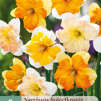 X   5 NARCISSUS BUTTERFLY MIX 12/14