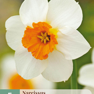 X   5 NARCISSUS BARRETT BROWNING  12/14