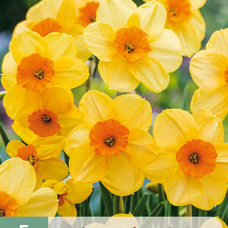 X   5 NARCISSUS KEDRON 12/14