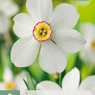 X   5 NARCISSUS RECURVUS 12/14