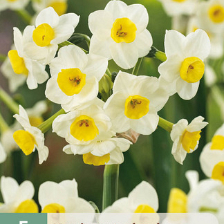 X   5 NARCISSUS AVALANCHE 13/15