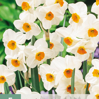 X   5 NARCISSUS GERANIUM 12/14