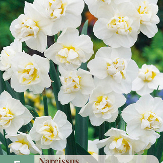 X   5 NARCISSUS SIR WINSTON CHURCHILL 12/14