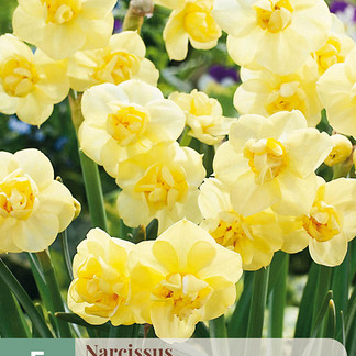 X   5 NARCISSUS YELLOW CHEERFULNESS 12/14