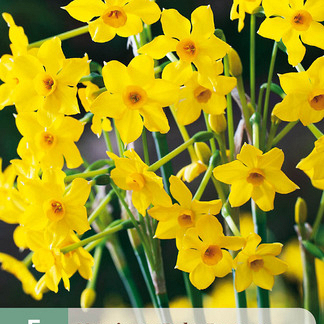 X   5 NARCISSUS BABY BOOMER 10/12