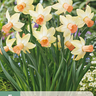 X   5 NARCISSUS CARICE 12/14