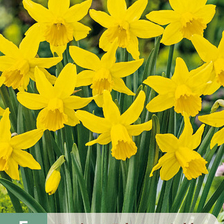 X   5 NARCISSUS FEBRUARY GOLD 12/14