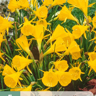 X   5 NARCISSUS GOLDEN BELLS 6/8