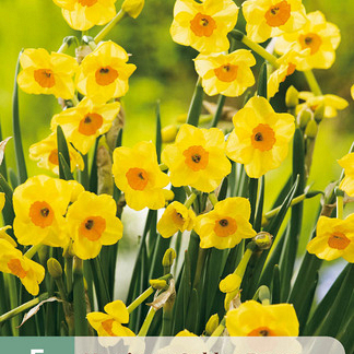 X   5 NARCISSUS GOLDEN DAWN 12/14
