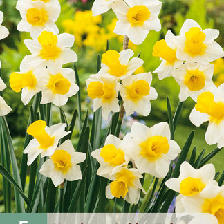 X   5 NARCISSUS GOLDEN ECHO 12/14