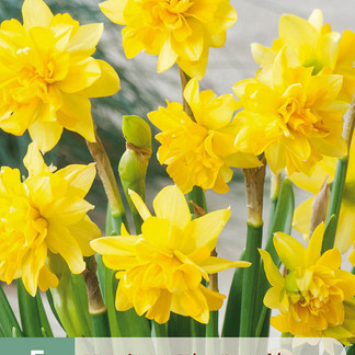 X   5 NARCISSUS TÊTE BOUCLÉ 11/12