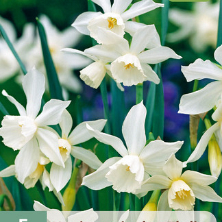 X   5 NARCISSUS TRIANDRUS THALIA 10/12