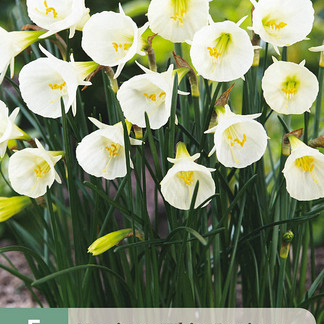 X   5 NARCISSUS WHITE PETTICOAT 6/8