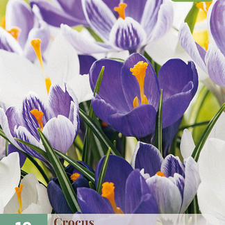 X 10 CROCUS BLAUW - WIT MIX 8/9