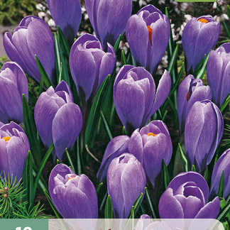 X 10 CROCUS BLUE OCEAN 8/9