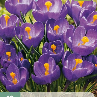 X 10 CROCUS FLOWER RECORD 8/9