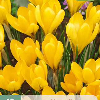 X 10 CROCUS GOLDEN YELLOW 8/9