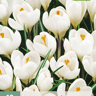 X 10 CROCUS JEANNE DARC 8/9