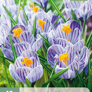 X 10 CROCUS PICKWICK 8/9