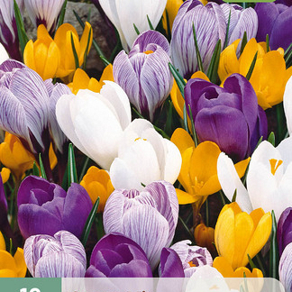 X 10 CROCUS GROOTBLOEMIG MIX 8/9