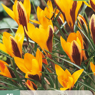 X 15 CROCUS ANGUSTIFOLIUS 5/+