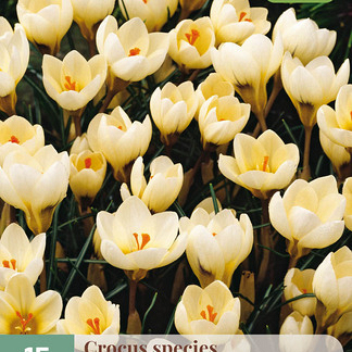 X 15 CROCUS CREAM BEAUTY 5/+