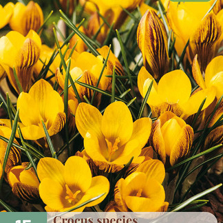 X 15 CROCUS FUSCOTINCTUS 5/+