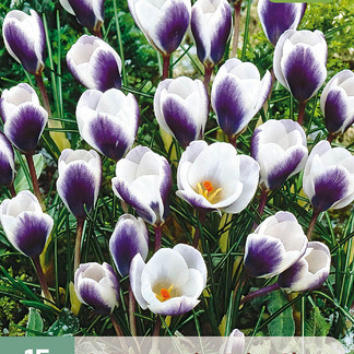 X 15 CROCUS PRINS CLAUS 5/+