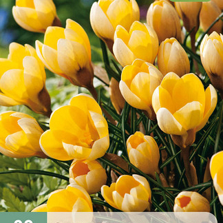 X 20 CROCUS ROMANCE 5/+